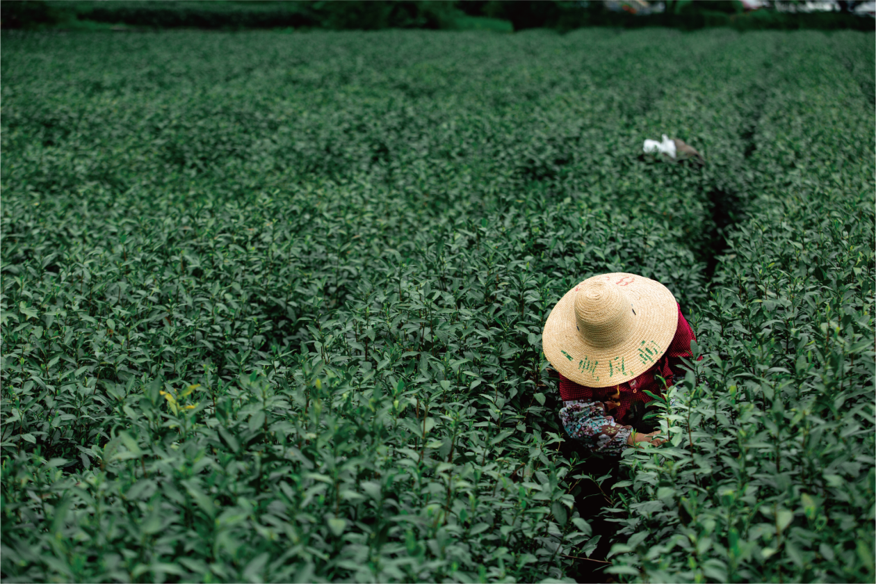 Forid Tea Premium Teas Direct From Origin - Firsd Tea